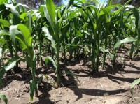 /album/agriculturasustentablemunoz2000/ipod-337-jpg/